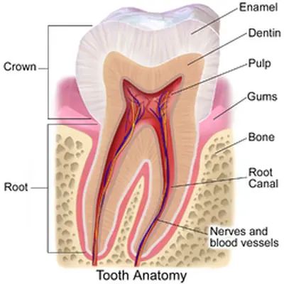 Will I receive an official receipt from the Northern Dental Clinic in Tuyagen