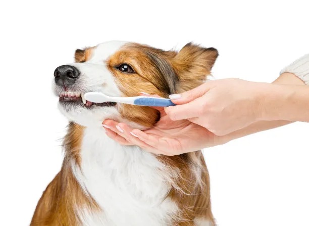 Essential Precautions to Ensure a Safe and Effective Root Canal Treatment for Optimal Oral Health
